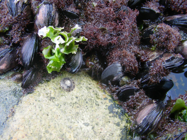 바위틈에 숨은 모습